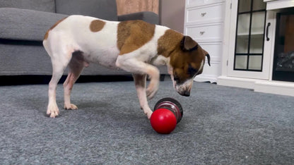 Dogs Toy To Hide Food